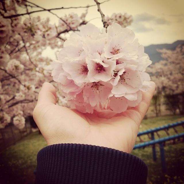 入所式❤とお花見(*´艸｀)♪