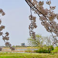 福島潟の桜並木の桜が満開♡でした♡20240414