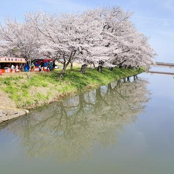 福岡堰の桜を歩く