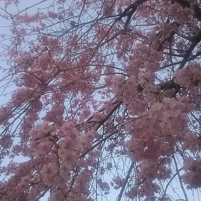☆垂れ桜☆