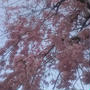 ☆垂れ桜☆
