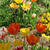 今日から4月＊新年度の始まり＊春の花＊