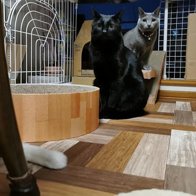 ゆうごはんの圧