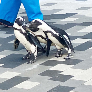 ペンギン歩きの朝