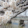今日も桜サイクリング