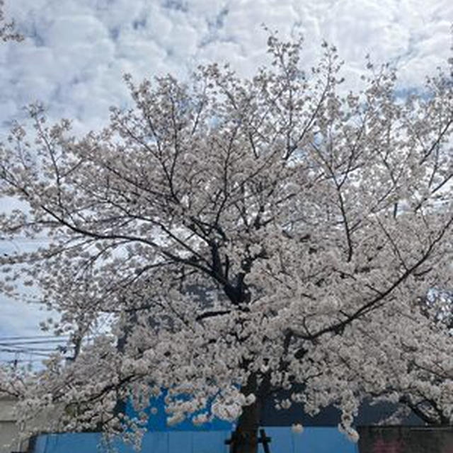 昨日はええ天気で花見を楽しみましたー