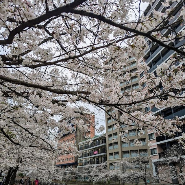 天神中央公園の桜見物～ひょうたん寿司へ♪