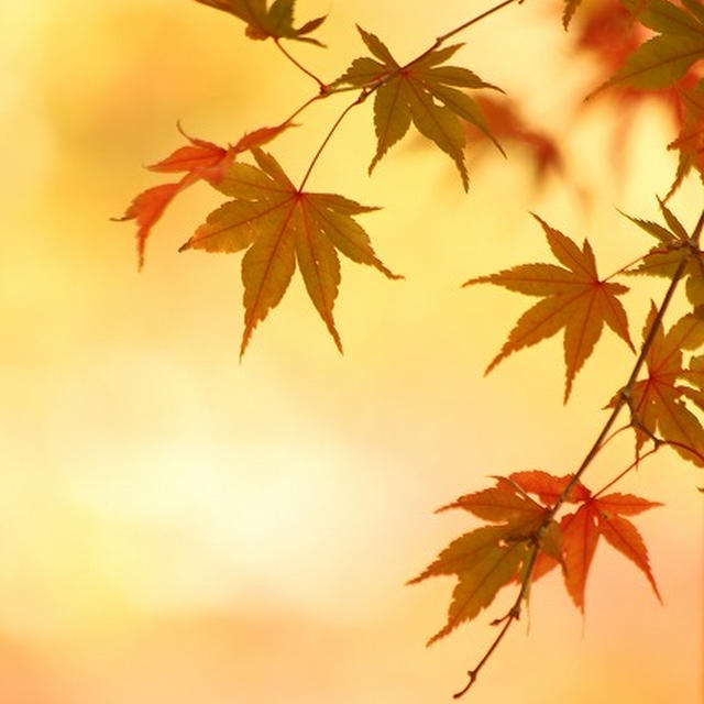 花貫渓谷の紅葉