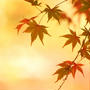 花貫渓谷の紅葉