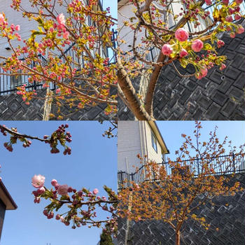 ⭐️庭の桜⭐️