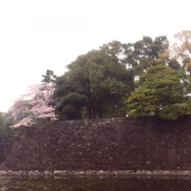 花見　皇居