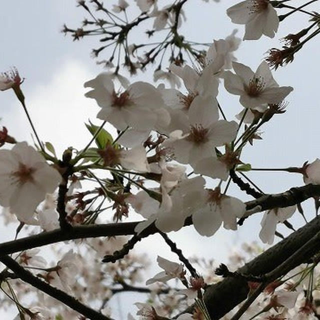 横浜はまだ開花宣言が出ない