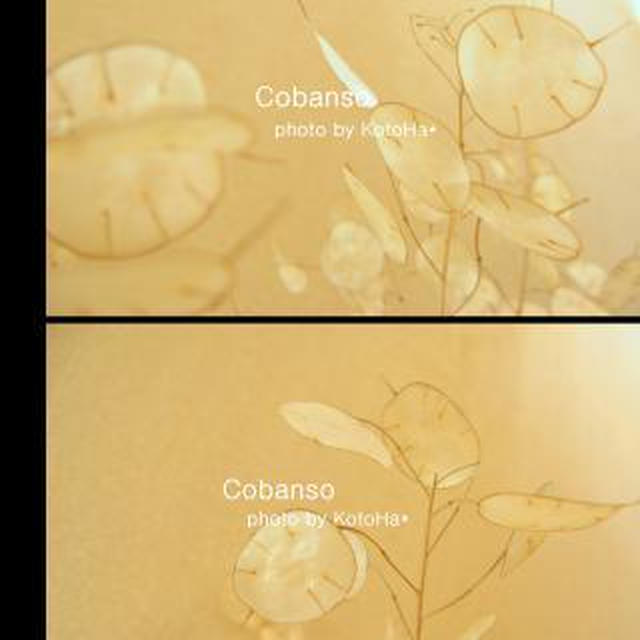 植物のこと。