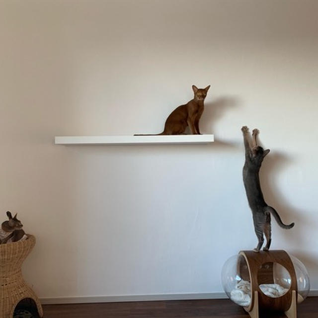 2.22に向けて、楽天お買い物マラソンでお買い物🐾