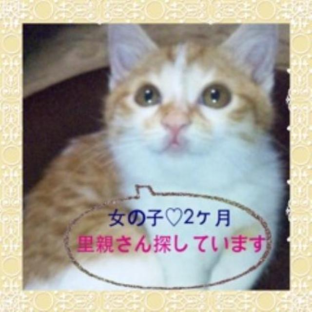 ☆仔猫の里親さん募集中☆茶色×白☆