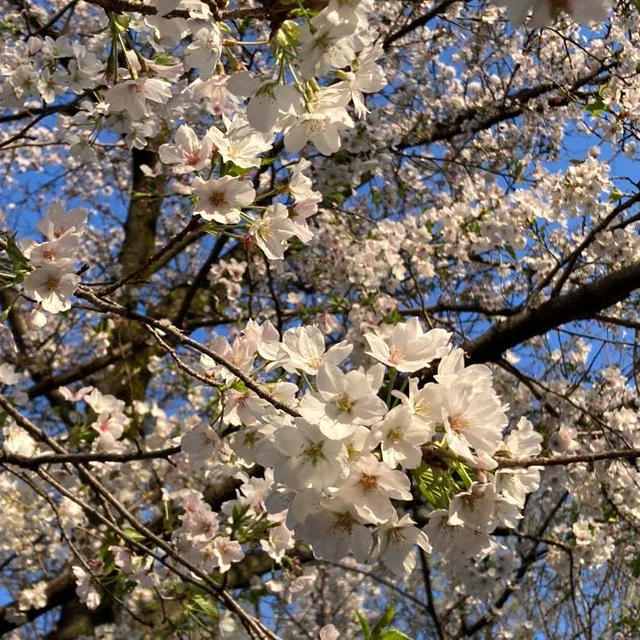 ＳＡＫＵＲＡ♪