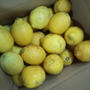 自然農法のレモン