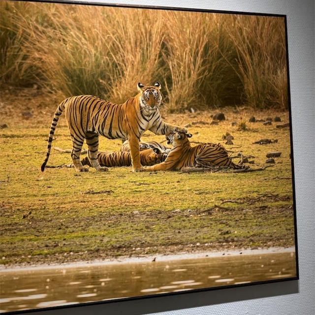 【ランタンボール国立公園の虎の姿を追い続ける写真家 山田耕熙の個展@代官山ヒルサイドフォーラム】