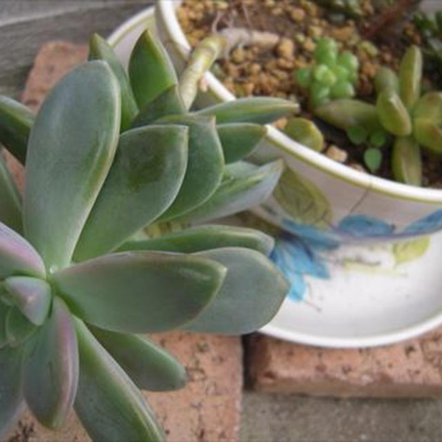 多肉植物と秋の花苗準備第一弾！