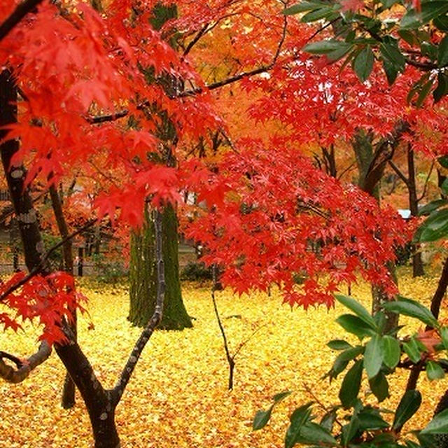 京都で紅葉狩り～その1～