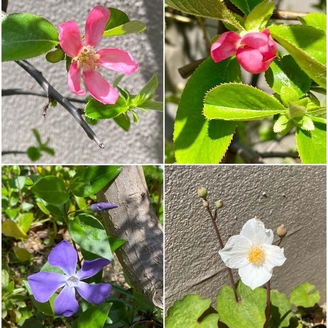 月一ランチ...  いつまで続けられるやら...