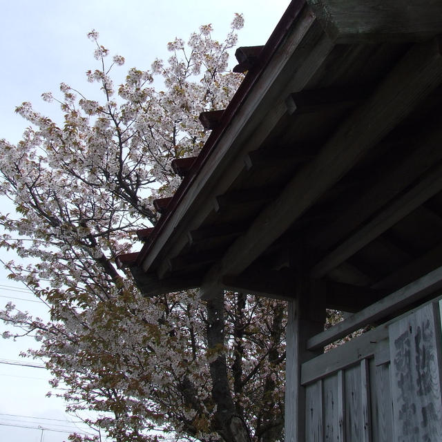 桜前線　終着駅