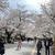 【お花見】東京工業大学