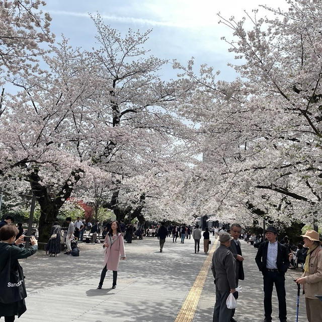 【お花見】東京工業大学