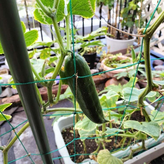 8月13日のベランダ菜園　もうちょっとがんばってます