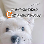 アレルギー肌の救世主？CBDオイルを犬に試してみるよ