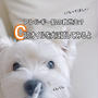 アレルギー肌の救世主？CBDオイルを犬に試してみるよ