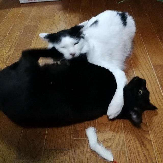 【小梅・さくら・桃之介通信】高速な蹴りをくらう...