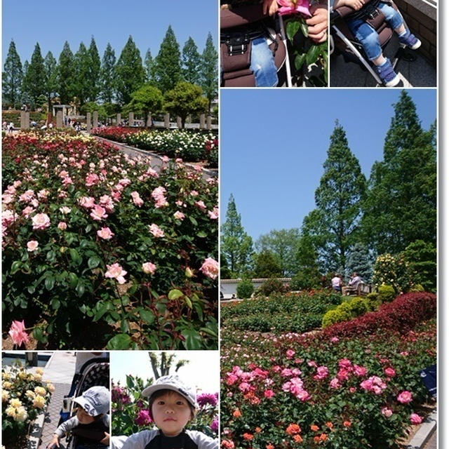 今が見ごろ☆荒牧バラ園に行ってきました♪口いっぱい頬張る王子(笑)