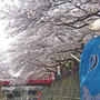 桜見物の舟遊び(大垣市) 2013/04/04