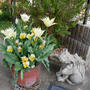 チューリップなごり雪の寄せ植え#最近撮った写真は