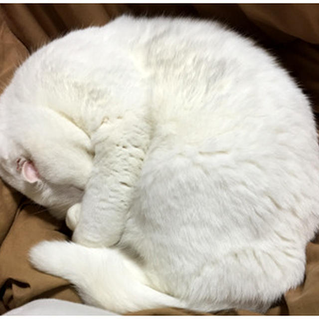 13歳になりました