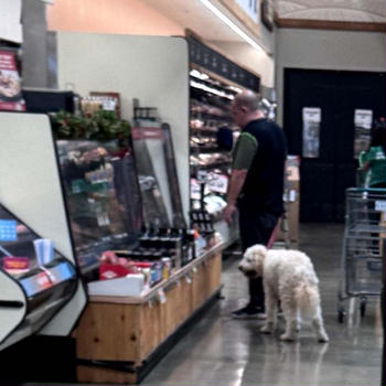 食料品店に犬