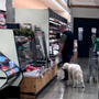 食料品店に犬