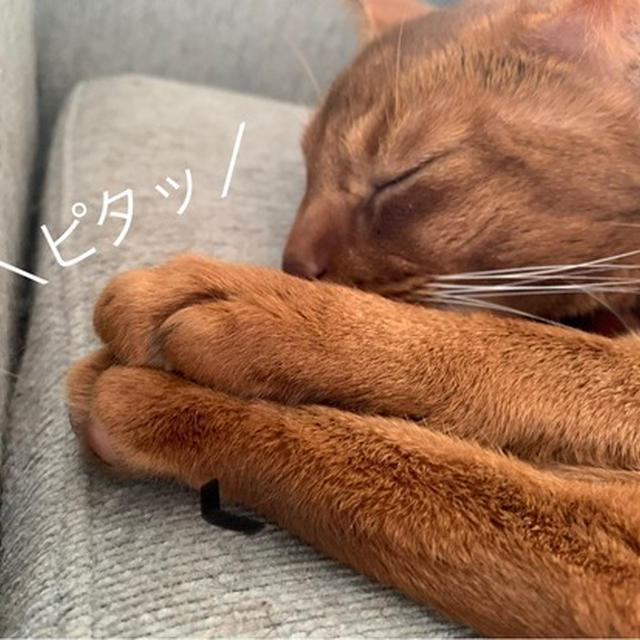 お手手とあんよが、キチンとさん(*´ω`*)