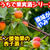 【レシピ】おうちで果実酒シリーズ！酸味がやみつき！あんず酒！