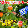 【レシピ】おうちで果実酒シリーズ！酸味がやみつき！あんず酒！