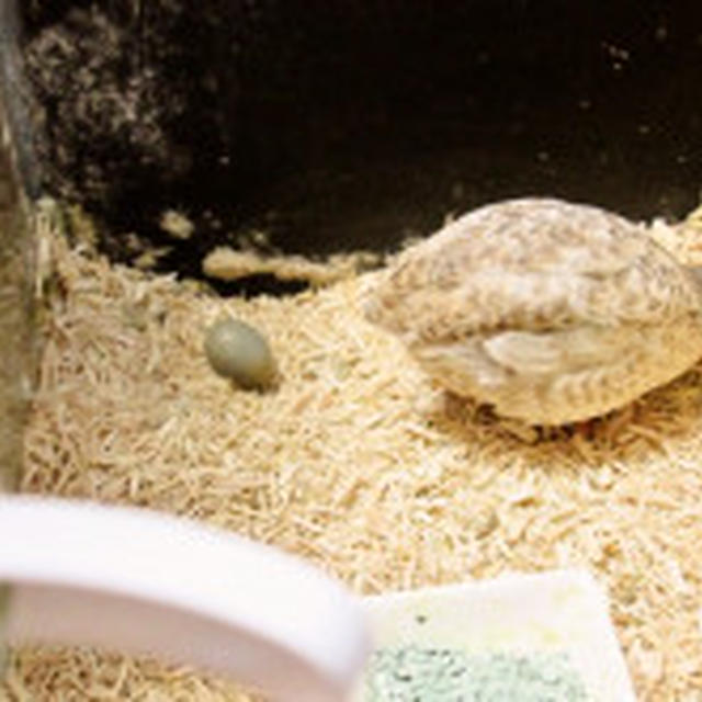 ピー＆チー特集～チーの初抱卵（孵化9週目）と”只今抱卵中　”孵化６ヶ月の映像