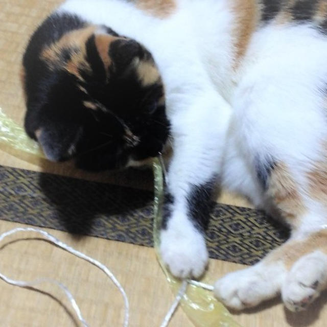 ミィーとセフィロスと100均でDIY　「天晴れ（あっぱれ）」の天ざる　新発田