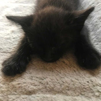 うちの可愛い黒猫この2匹は若い黒猫目が金色の黒猫が本名はニボシあだ名はジロちゃ...