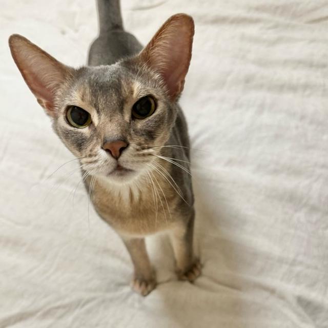 抱っこを欲する猫の目