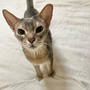 抱っこを欲する猫の目