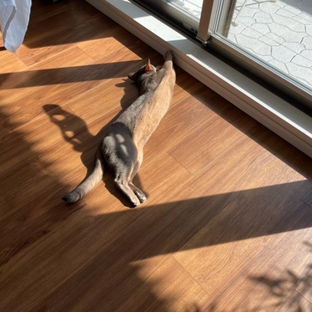 また床に落ちてるなぁ(*´ω`*) ぬぬ！ちっこいグレーか！