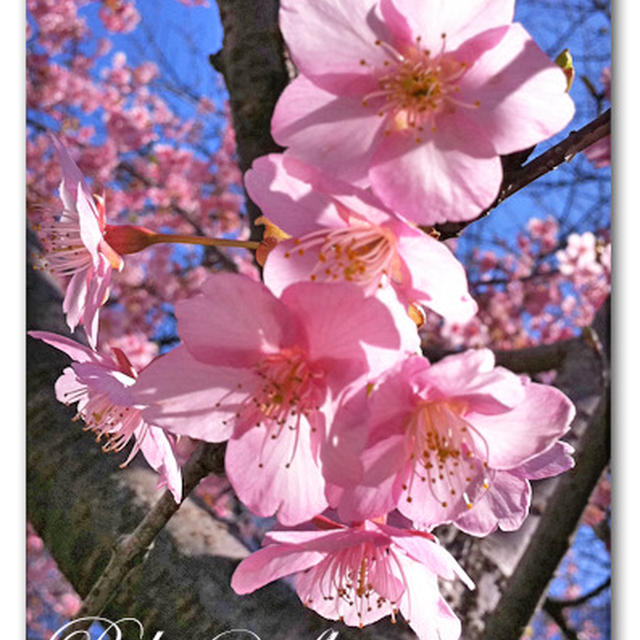 あさりとお豆腐の麻婆煮込み　と河津桜☆