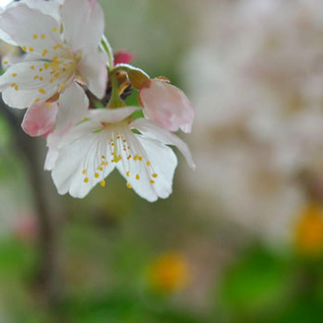桜　　城さくら
