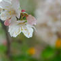 桜　　城さくら